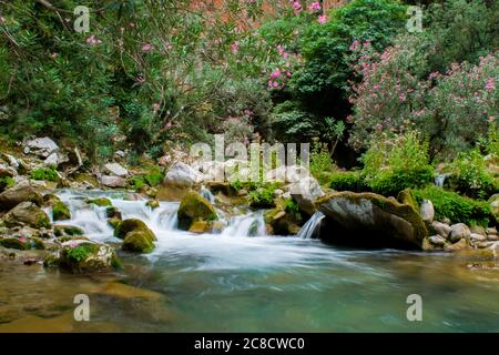 AKCHOUR, CHEFCHAOUEN, MOROCCO - Sep 01, 2018: Spring of fresh water passing through a valley or gorge and oleander trees in the mountains of Akchour M Stock Photo