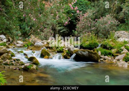 AKCHOUR, CHEFCHAOUEN, MOROCCO - Sep 01, 2018: Spring of fresh water passing through a valley or gorge and oleander trees in the mountains of Akchour M Stock Photo