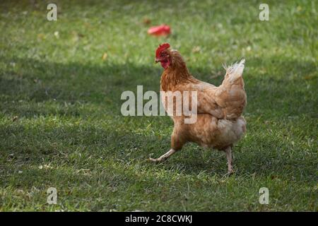 A chicken struts across the grass Stock Photo