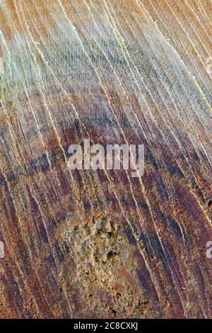 Cross section of the trunk of an old cherry tree macro texture Stock Photo