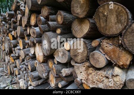 Forest in autumn, felled tree trunks Stock Photo