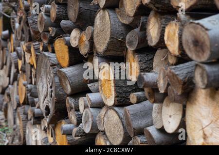 Forest in autumn, felled tree trunks Stock Photo