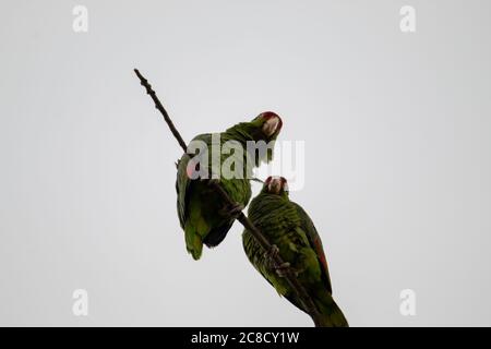 Closeup shot of two Rose-ringed parakeet parrots sitting on a tree branch Stock Photo