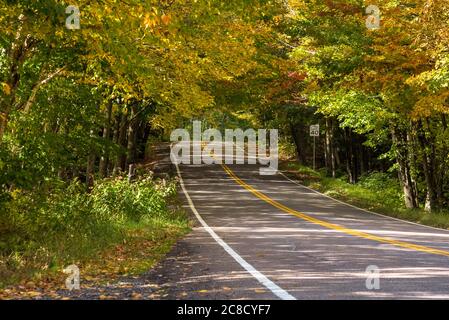 Tree tunnel on a  mountain road on a sunny autumn day. Beautiful fall foliage. Stock Photo
