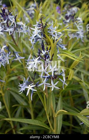 Amsonia Tabernaemontana (Blue Star) flowers grown in the  borders at RHS Garden Harlow Carr, Harrogate, Yorkshire, England, UK. Stock Photo