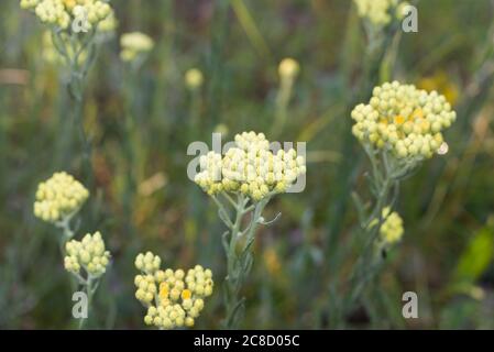 Helichrysum arenarium  dwarf everlast immortelle yellow flowers macro selective focus Stock Photo