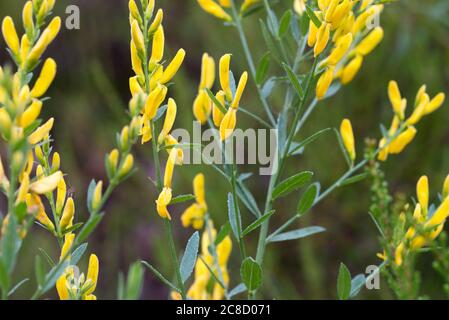 Genista tinctoria, dyer's greenweed yellow flowers in meadow macro selective focus Stock Photo