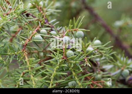 juniper unripe berries on twig macro selective focus Stock Photo