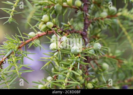 juniper unripe berries on twig macro selective focus Stock Photo