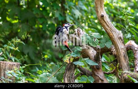 Great spotted woodpecker bird (Dendrocopos major) about to take off from a tree in the woodland of in Berlin Johannisthal, Germany, Europe Stock Photo