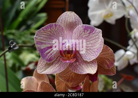 Close up of a peach orchid in bloom Stock Photo