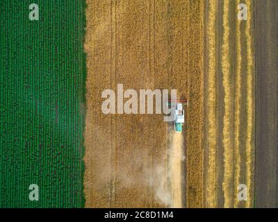 Aerial view of wheat harvest. Drone shot flying over three combine harvesters working on wheat field Stock Photo
