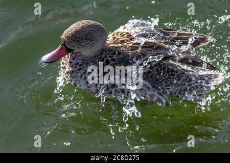 Cape Teal (Anas capensis) Cleaning its Plumage Stock Photo