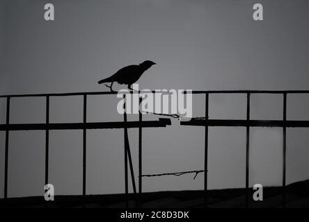 Silhouette bird. Crow is walking on the black fence with copy space Stock Photo