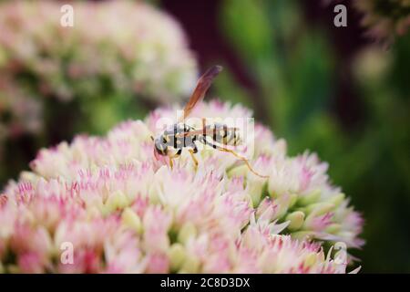 Wasp on beautiful decorative garden flower.Plant Sedum at sunny day. Flower card Stock Photo