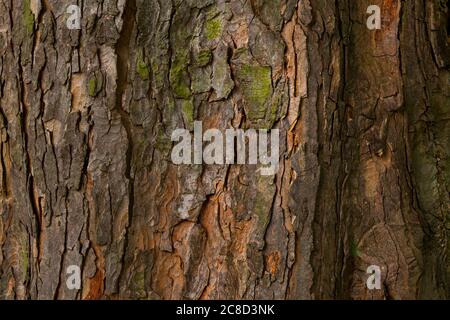An English oak tree wood background. Stock Photo