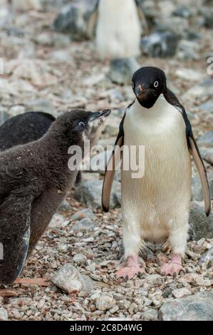 An Adelie penguin (Pygoscelis adeliae) chick, about 4 weeks old, is begging for food on Devil Island, an island in the James Ross Island group, near t Stock Photo