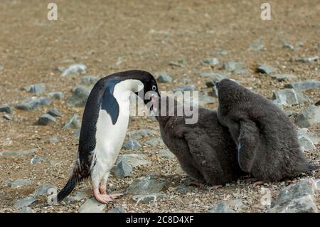 Adelie penguin (Pygoscelis adeliae) chicks, about 4 weeks old, begging for food on Devil Island, an island in the James Ross Island group, near the no Stock Photo