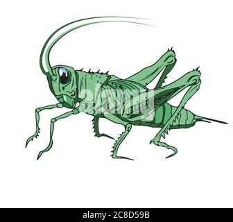 Illustration of a cricket. Detailed color image of a cricket, grasshopper, isolated on a white background. Stock Vector