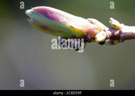 A portrait of an ant milking aphids which are located below a flower at the tip of a branch of a plant. The black insect is interested in the honeydew Stock Photo