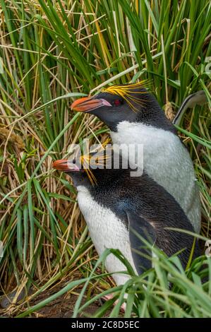 Close-up of a Macaroni Penguins (Eudyptes chrysolophus) in the Tussock grass at Cooper Bay on South Georgia Island, Sub-Antarctica. Stock Photo