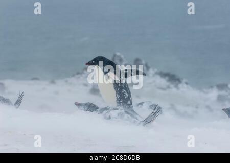 An Adelie penguin (Pygoscelis adeliae) is walking through an Adelie penguin colony during stormy weather trying to find its nest, Turret Point, on Kin Stock Photo