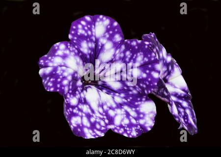 Purple and white speckled Cape Primrose 'Polka-Dot Purple' with a black background. Stock Photo