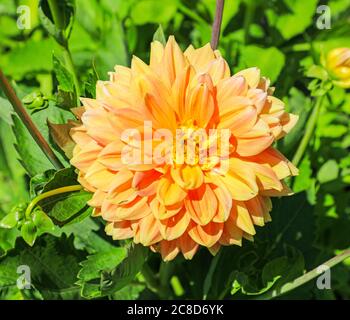 Close up shot of an orange apricot coloured flower head of a Dahlia named 'Summer Festival' at the National Dahlia Collection, Penzance, Cornwall