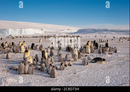 View of an Emperor penguin (Aptenodytes forsteri) colony on the sea ice at Snow Hill Island in the Weddell Sea in Antarctica. Stock Photo