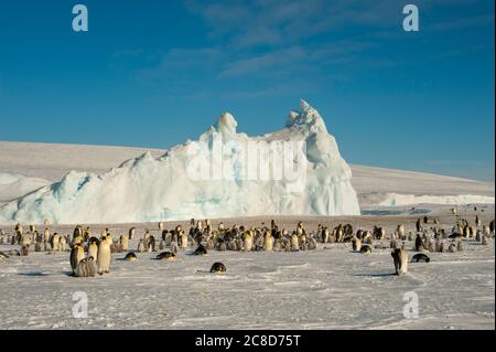 View of an Emperor penguin (Aptenodytes forsteri) colony on the sea ice at Snow Hill Island in the Weddell Sea in Antarctica. Stock Photo