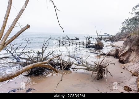 Jacksonville Florida,Big Talbot Island State Park,Atlantic Ocean water Boneyard Beach,shoreline,nature preserve,erosion,salt washed tree trees,driftwo Stock Photo