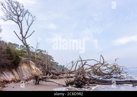 Jacksonville Florida,Big Talbot Island State Park,Atlantic Ocean water Boneyard Beach,shoreline,nature preserve,erosion,salt washed tree trees,driftwo Stock Photo