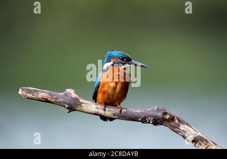 Juvenile kingfisher perched at the lakeside Stock Photo