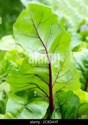 Beet leaves. Beetroot leaves; fresh beet leaf. Close up beet growing in the garden. Closeup leaf. Stock Photo