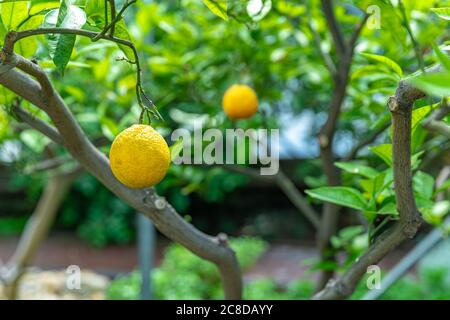 yellow lemon on a green tree Stock Photo