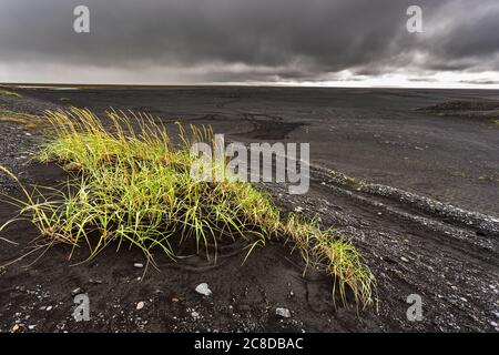 Black lava field near Skaftafell National Park, Ring Road, Southeast Iceland. Stock Photo