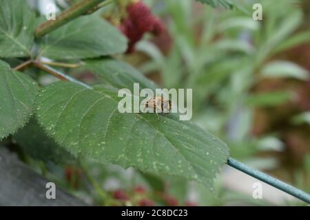 bee on blackberry leaf Stock Photo