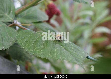 bee on blackberry leaf Stock Photo