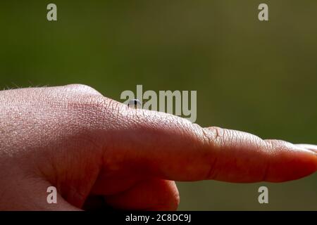 An abstract isolated close up image showing a man's hand in a pointing gesture while a harmless tiny black beetle is walking on his index finger towar Stock Photo