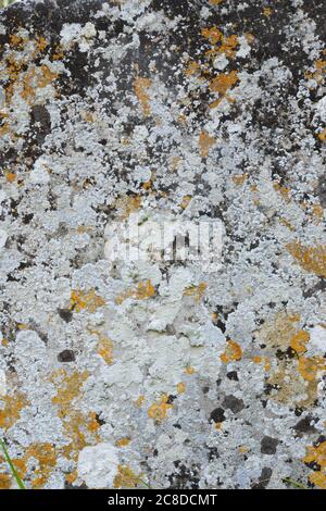 Old flat weathered stone with lichen. Background texture Stock Photo