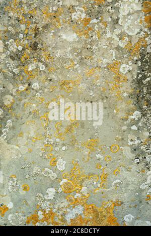Old flat weathered stone with lichen. Background texture Stock Photo