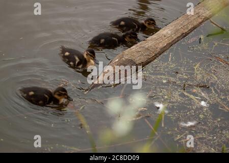 Ducklings swimming alone in a lake. 4 ducklings are by a wooden log in the backwater region of a pond or river. They look for food and explore the sur Stock Photo
