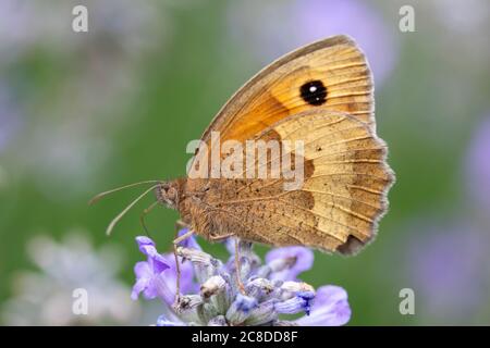 Gatekeeper Butterfly (Pyronia tithonus) on Lavender 'Ashdown Forest' (Lavandula angustifolia) Stock Photo