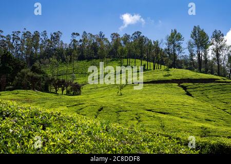 Natural Beauty of Tea Gardens filled Hills of Munnar in Kerala State, India. Munnar is a famous hill station and tourist spot in the state. Stock Photo
