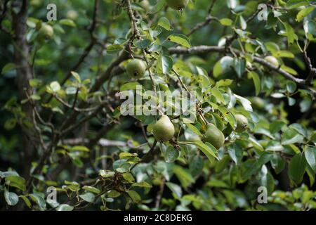 Pear Williams tree detail with young fruits in the middle of the summer. The fruits are growing and ripening. Suitable as background. Stock Photo