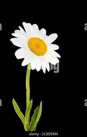 daisy flower isolated on black background Stock Photo