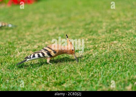 Eurasian hoopoe Upupa epops feeding on a green lawn in Egypt. Beautiful small bird sidewards in soft focus Stock Photo
