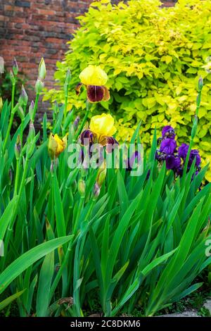 Yellow and purple Bearded Irises in a herbaceous border. Stock Photo