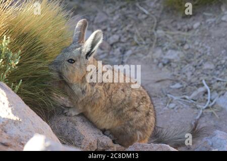 Viscacha, Atacama Desert, Chile Stock Photo