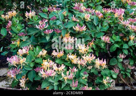 Wild Honeysuckle Lonicera periclymenum Woodbine with lots of flowers  A deciduous perennial climber that flowers in summer and is fully hardy Stock Photo